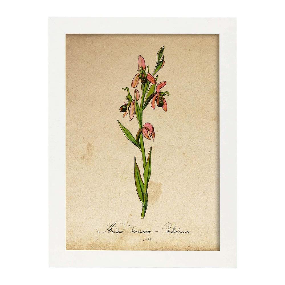 Nacnic Lámina Orchidaceae Rosa Vintage