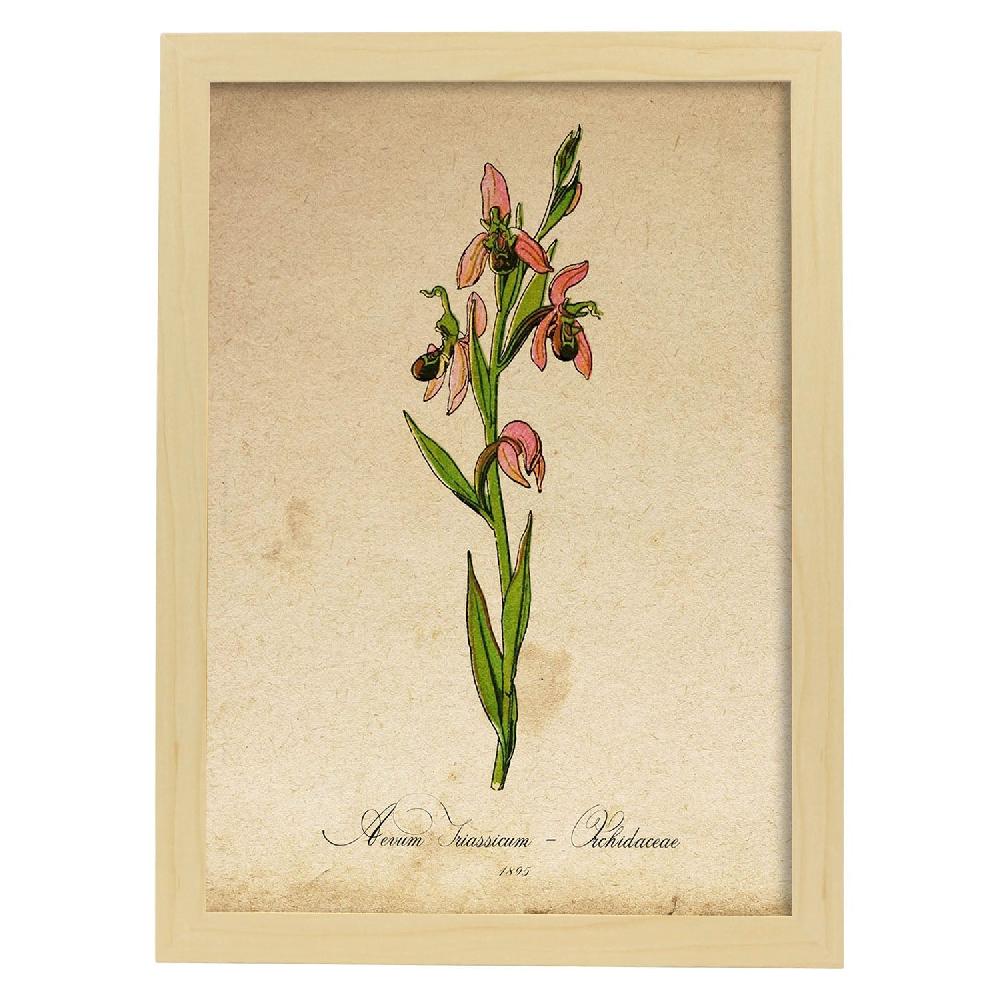Nacnic Lámina Orchidaceae Rosa Vintage