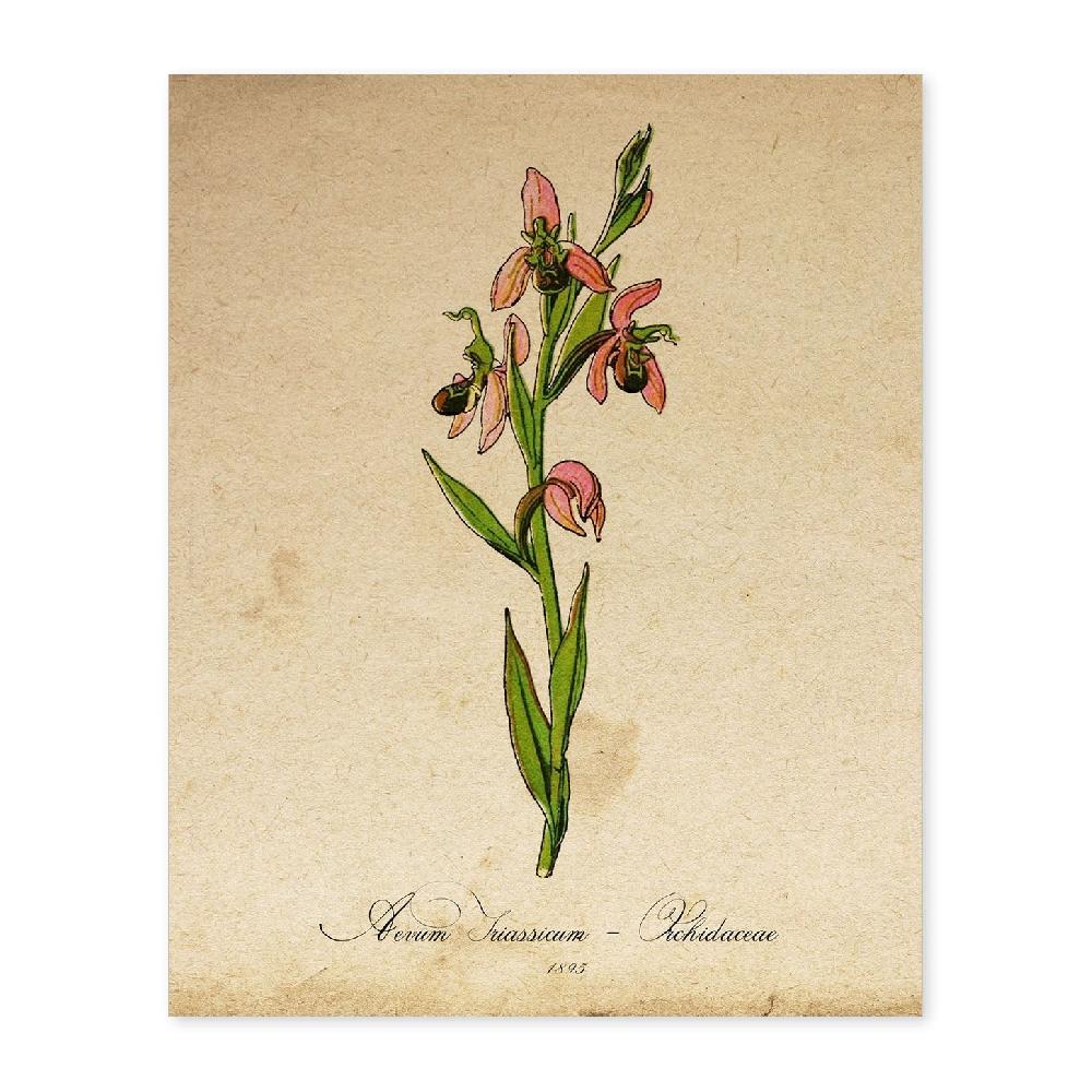 nacnic Lámina Orchidaceae Rosa Vintage