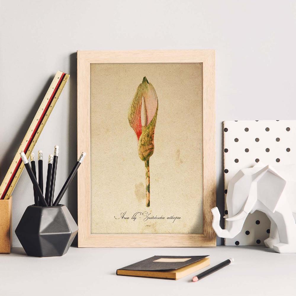 Nacnic Lámina Vintage De Arum Lily