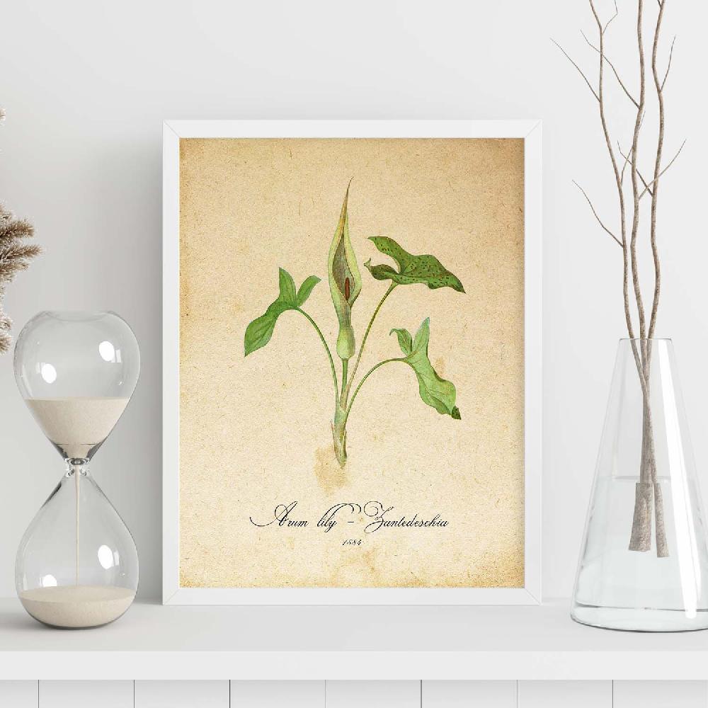 Nacnic Lámina Vintage De Arum Lily 2
