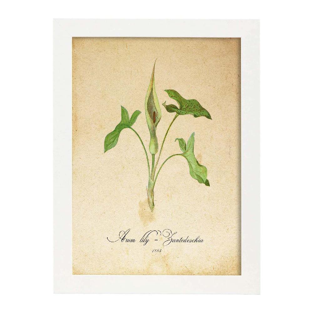 Nacnic Lámina Vintage De Arum Lily 2