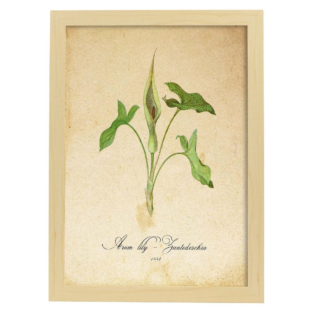 Nacnic Lámina Vintage De Arum Lily 2