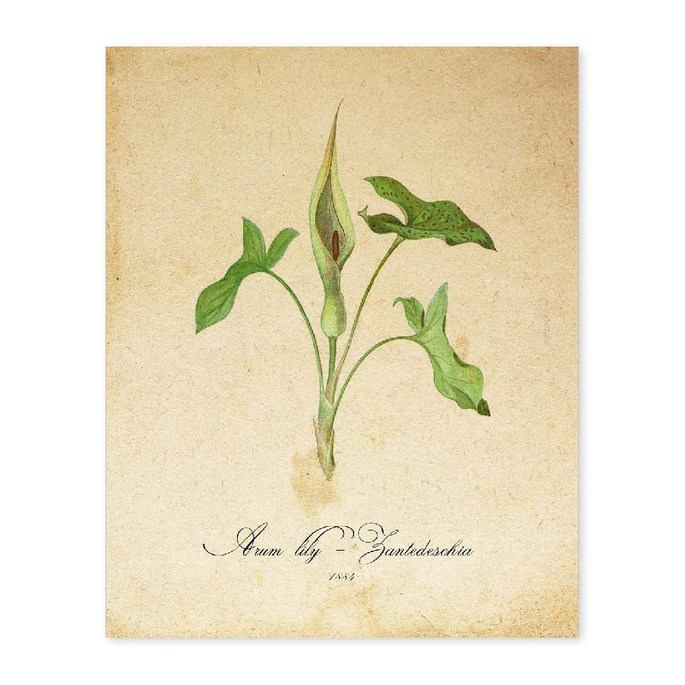 nacnic Lámina Vintage de Arum Lily 2