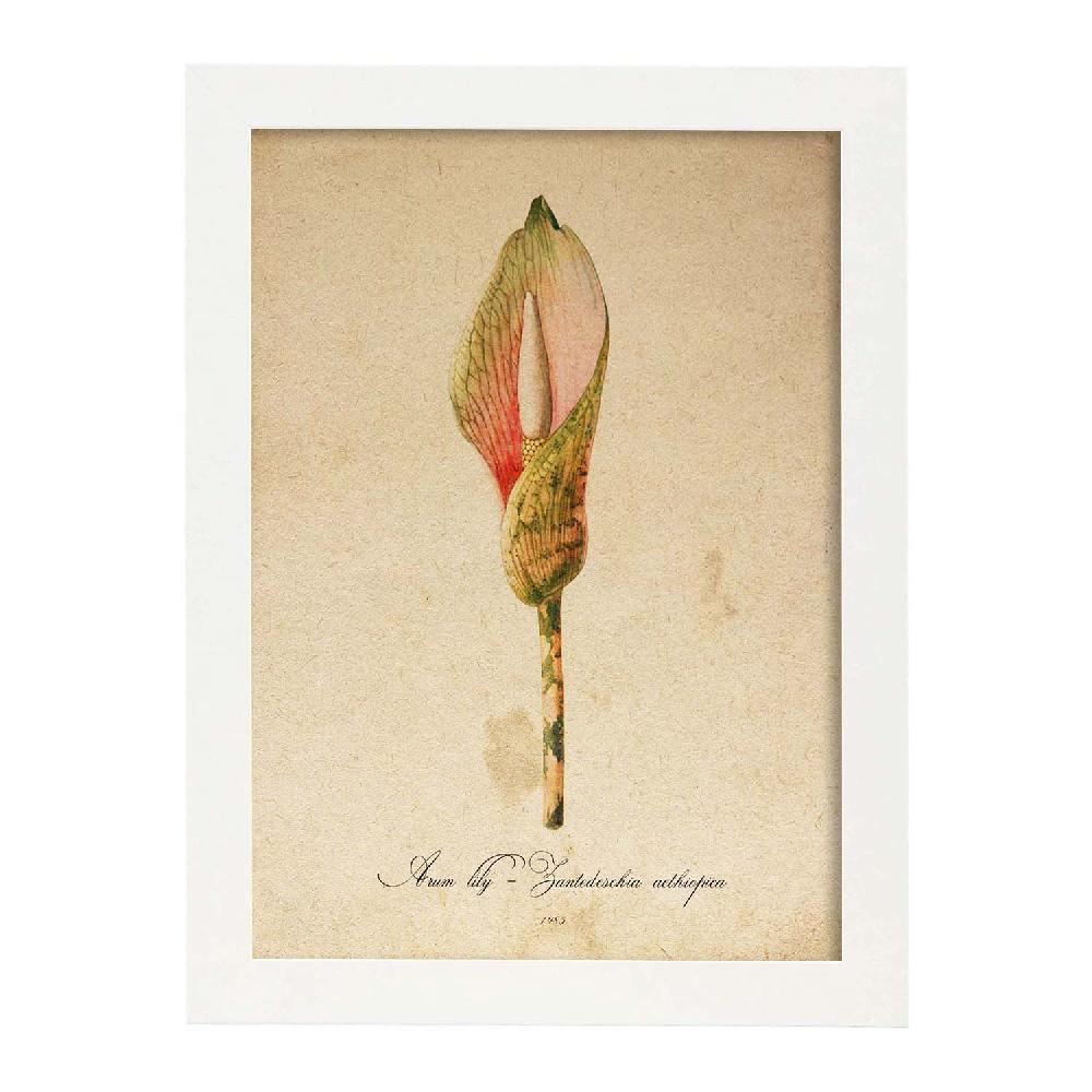Nacnic Lámina Vintage De Arum Lily