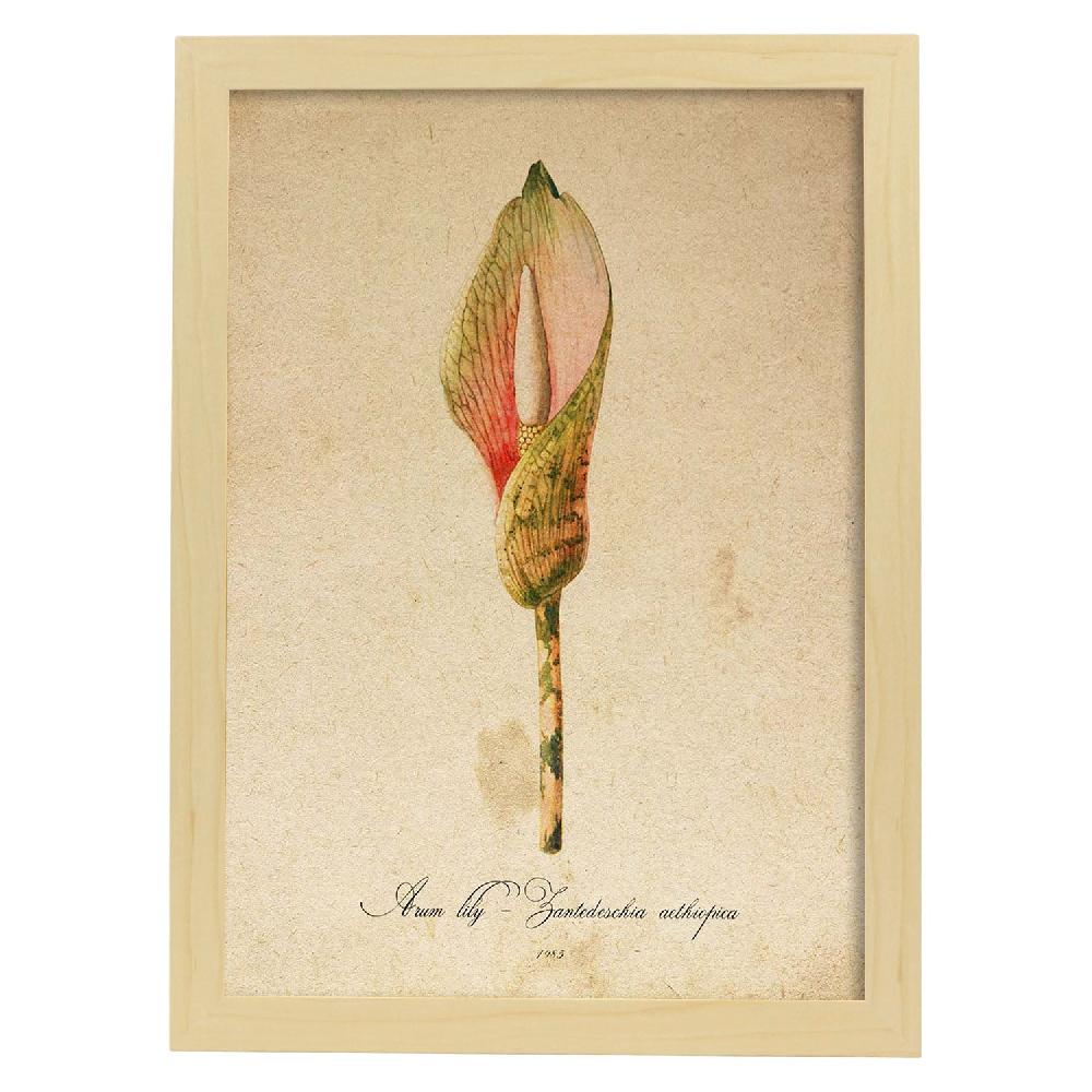 Nacnic Lámina Vintage De Arum Lily