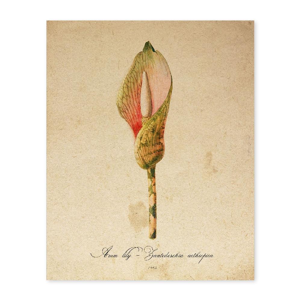 nacnic Lámina Vintage de Arum Lily
