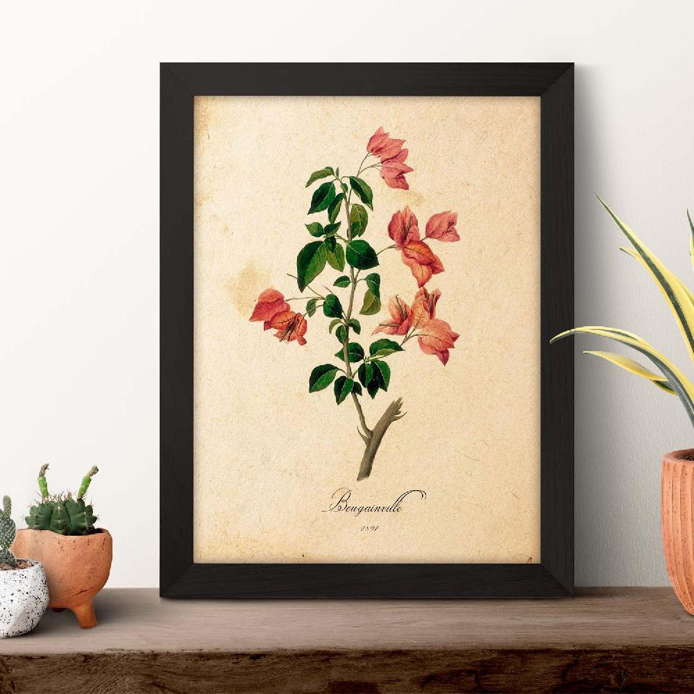 Nacnic Lámina Vintage De Bougainville Con Flores