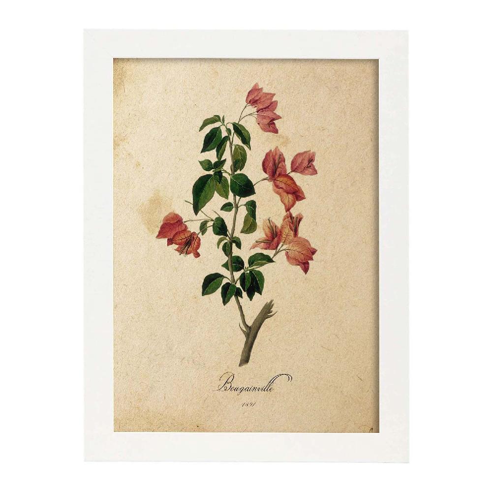 Nacnic Lámina Vintage De Bougainville Con Flores