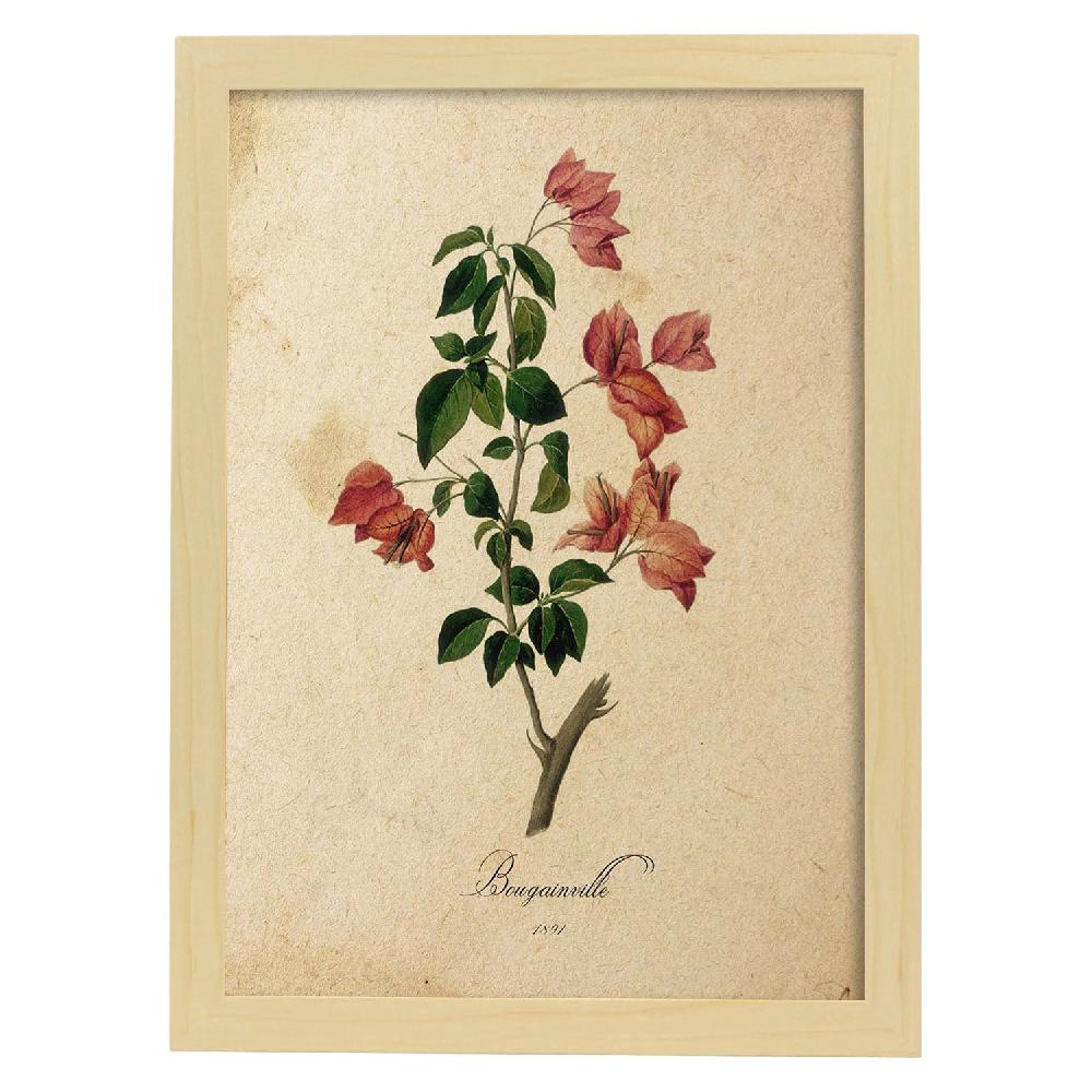 Nacnic Lámina Vintage De Bougainville Con Flores