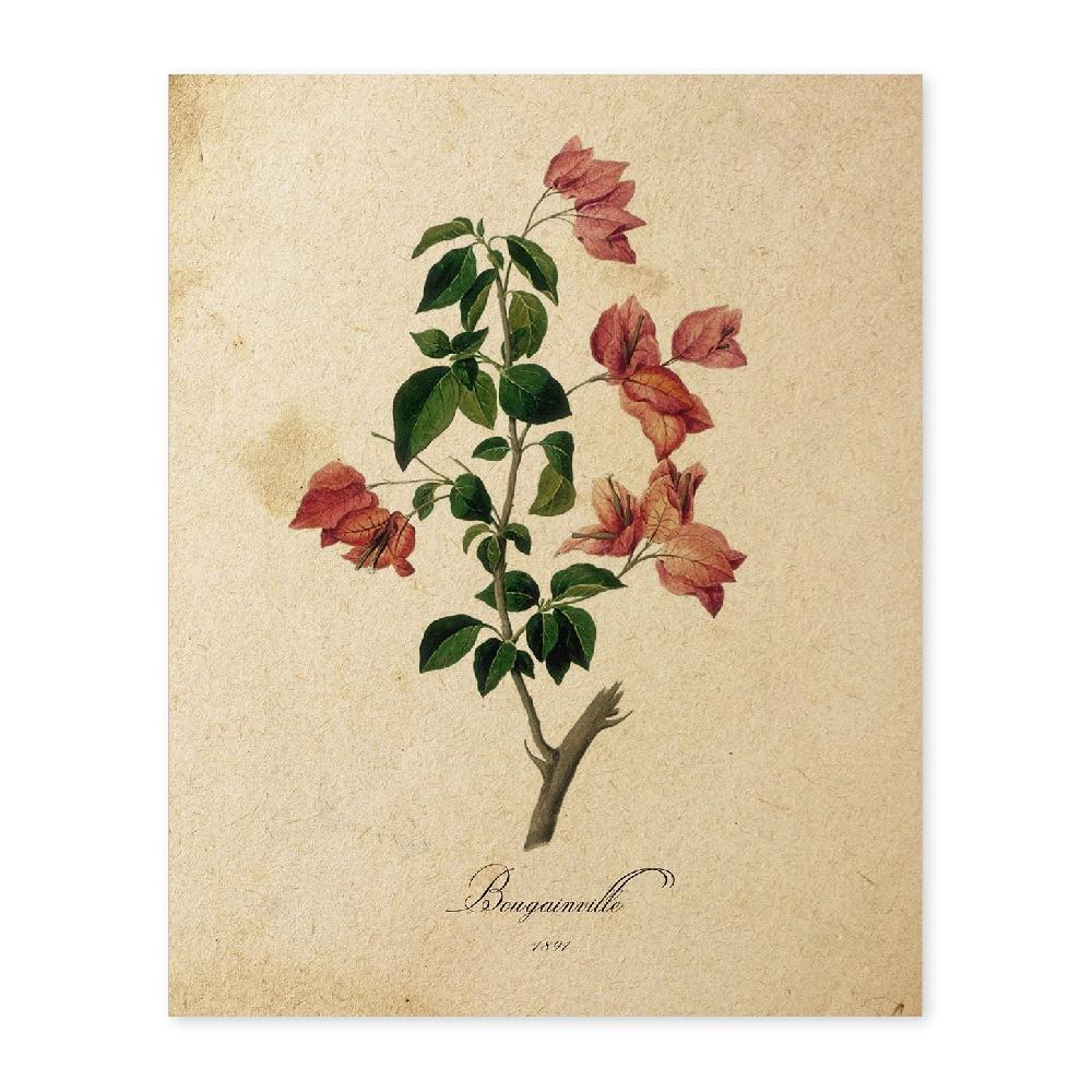 nacnic Lámina Vintage de Bougainville con Flores