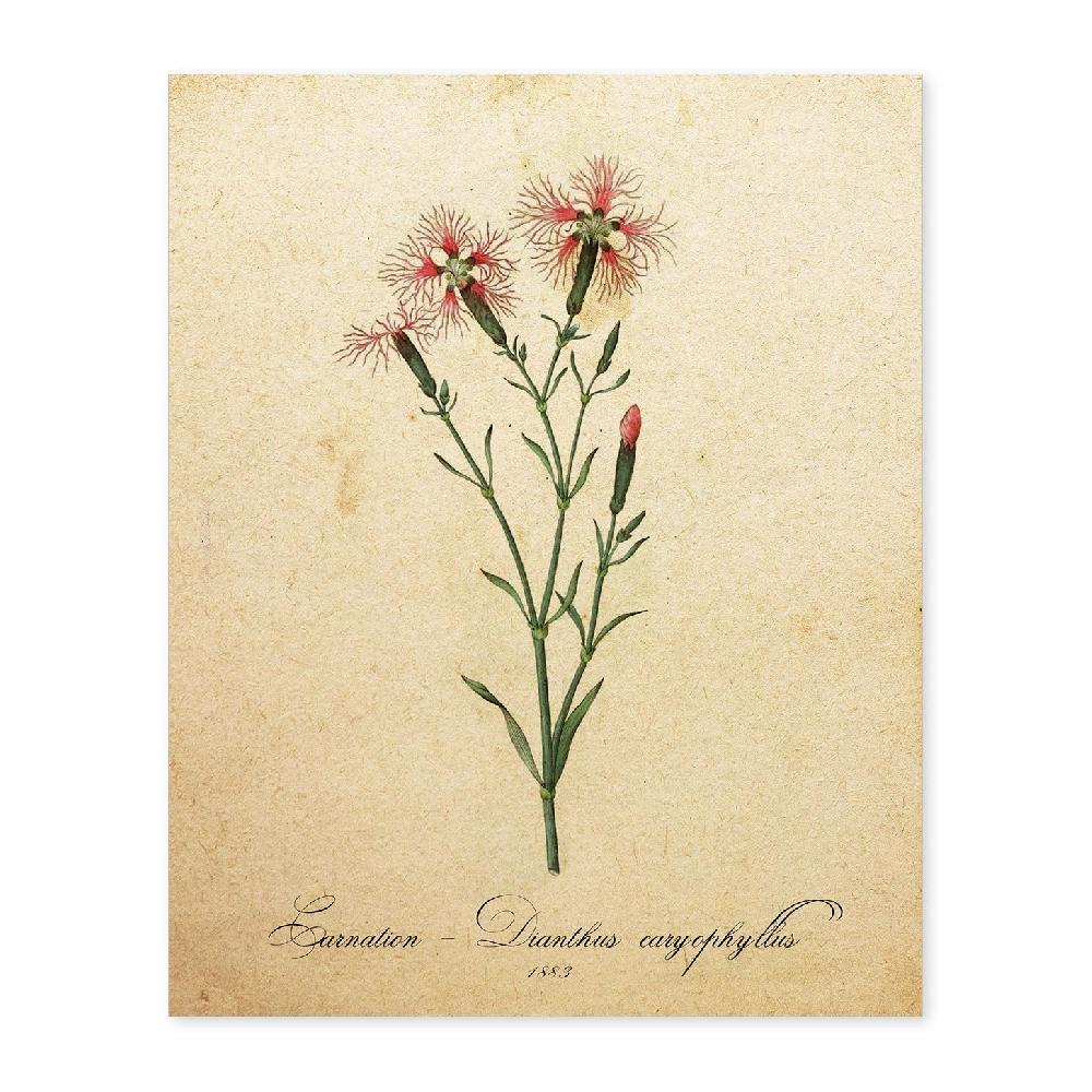nacnic Lámina Vintage de Clavel 2