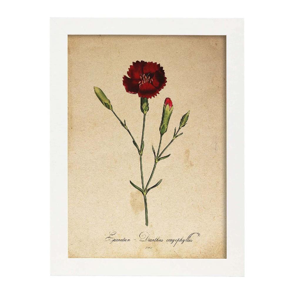 Nacnic Lámina Vintage De Clavel