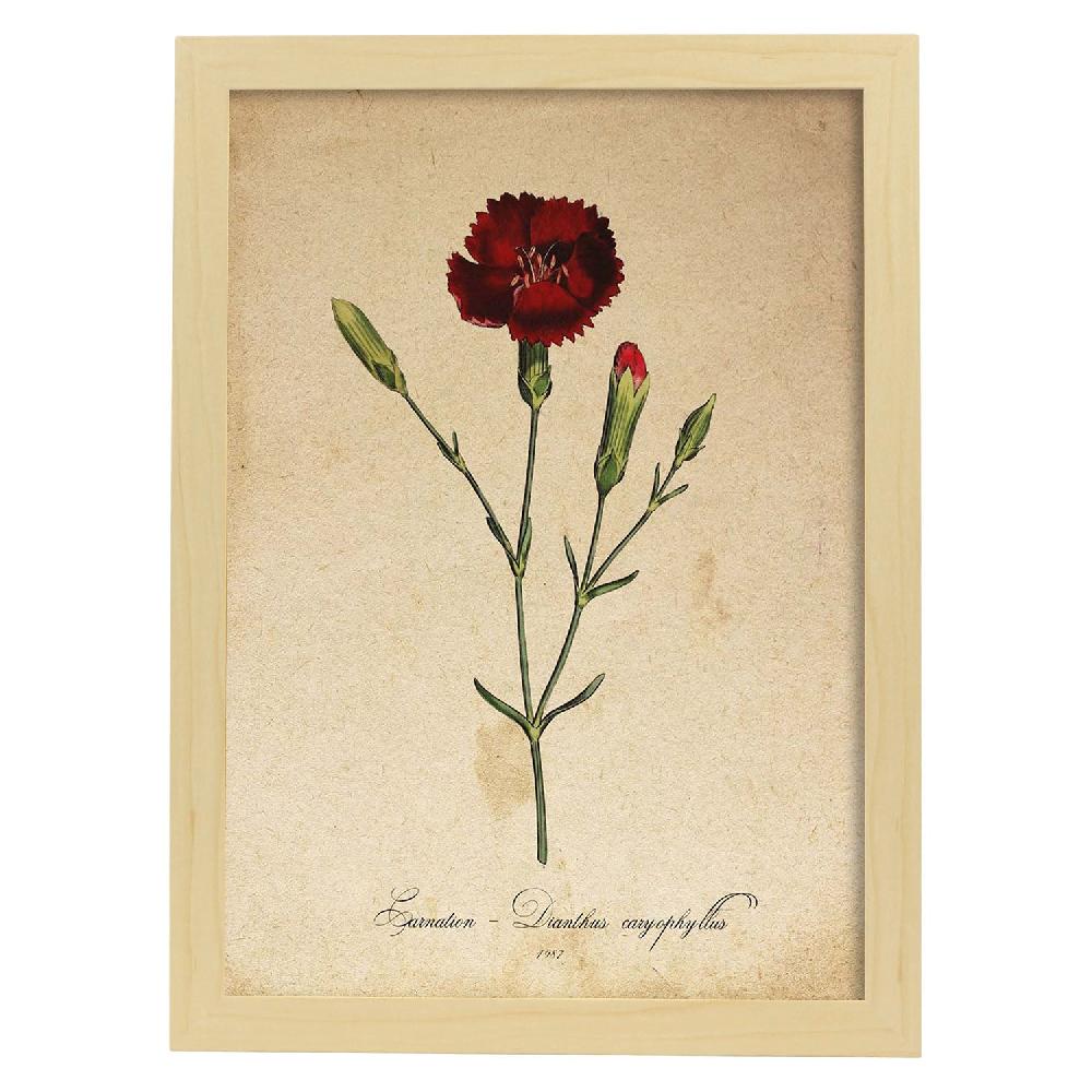 Nacnic Lámina Vintage De Clavel