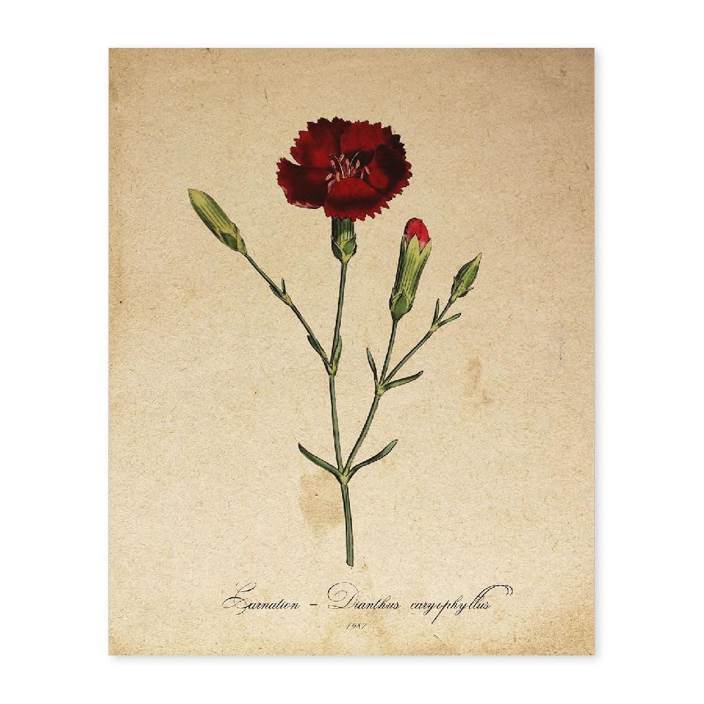 nacnic Lámina Vintage de Clavel