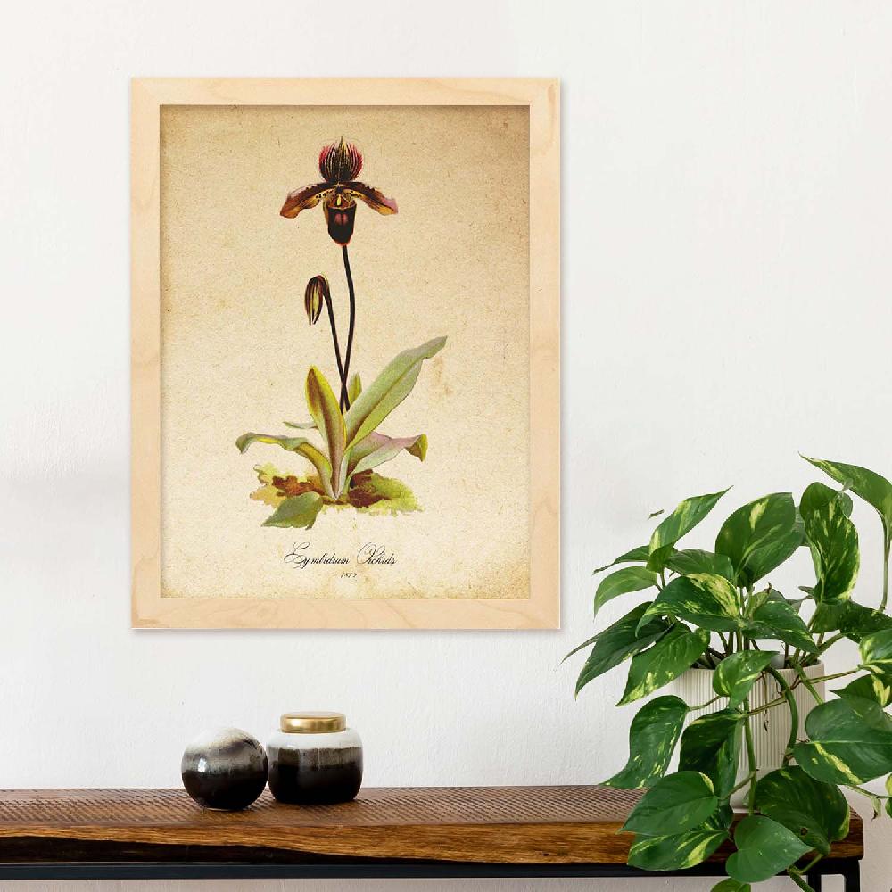Nacnic Lámina Vintage De Cymbidium Orchids