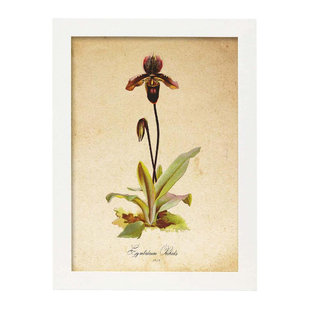 Nacnic Lámina Vintage De Cymbidium Orchids