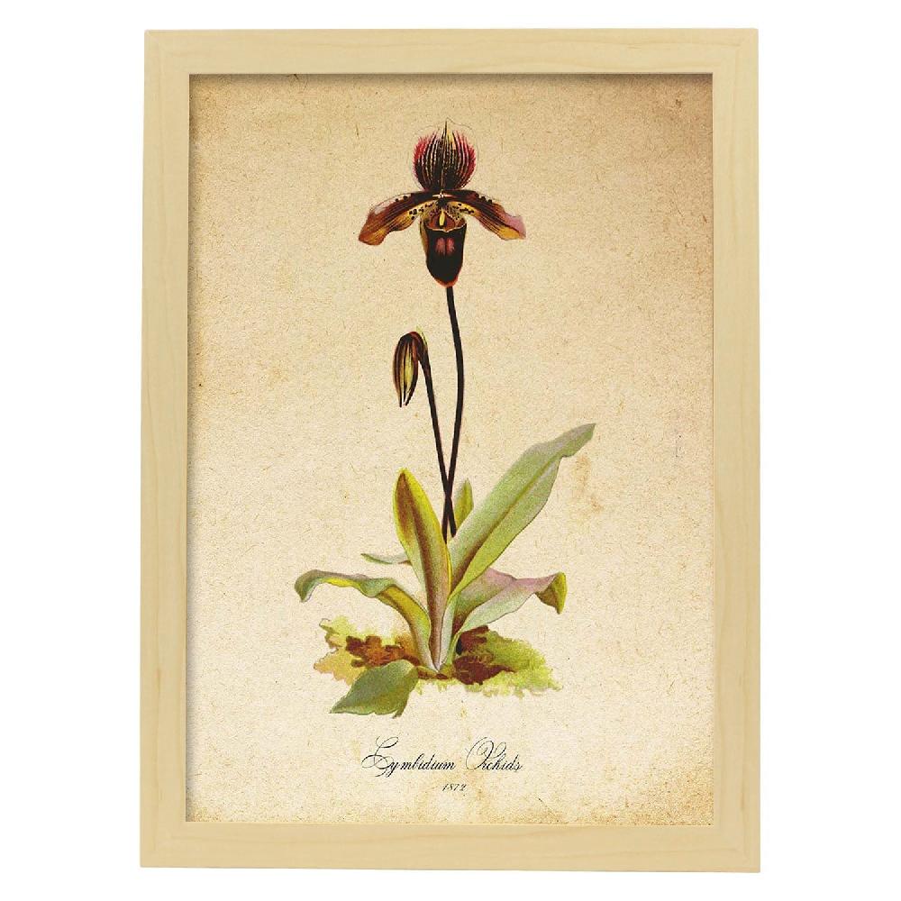 Nacnic Lámina Vintage De Cymbidium Orchids