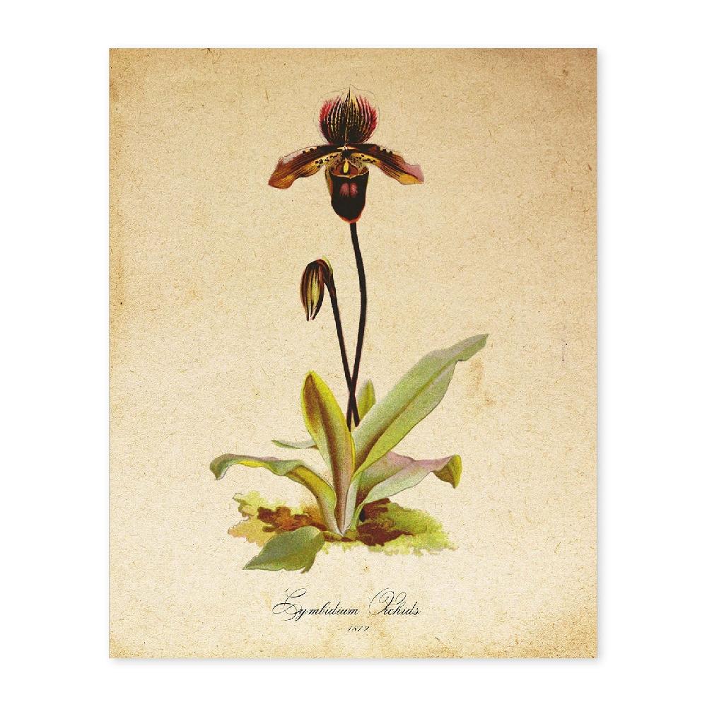 nacnic Lámina Vintage de Cymbidium Orchids