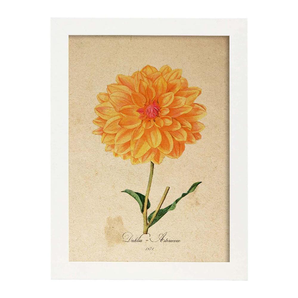 Nacnic Lámina Vintage De Dahlia Naranja