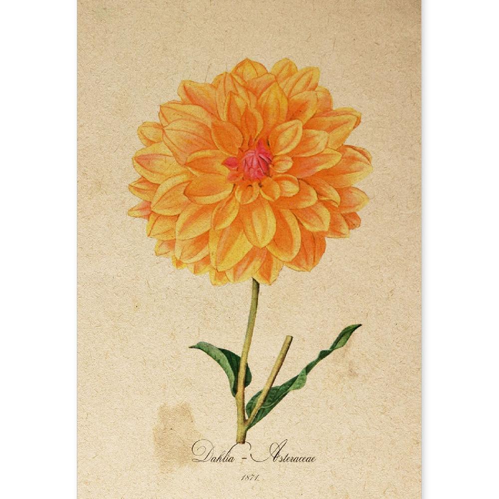 nacnic Lámina Vintage de Dahlia Naranja