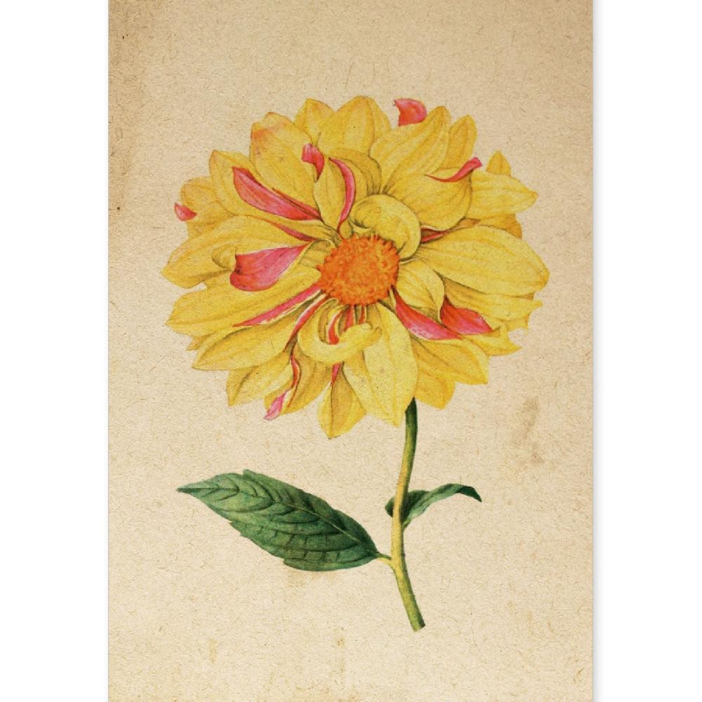 nacnic Lámina Vintage de Dahlia