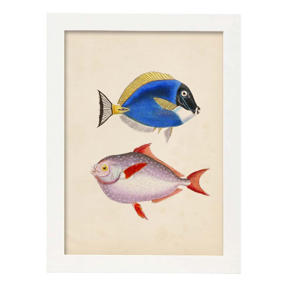 Nacnic Lámina Vintage De Dos Peces Multicolor