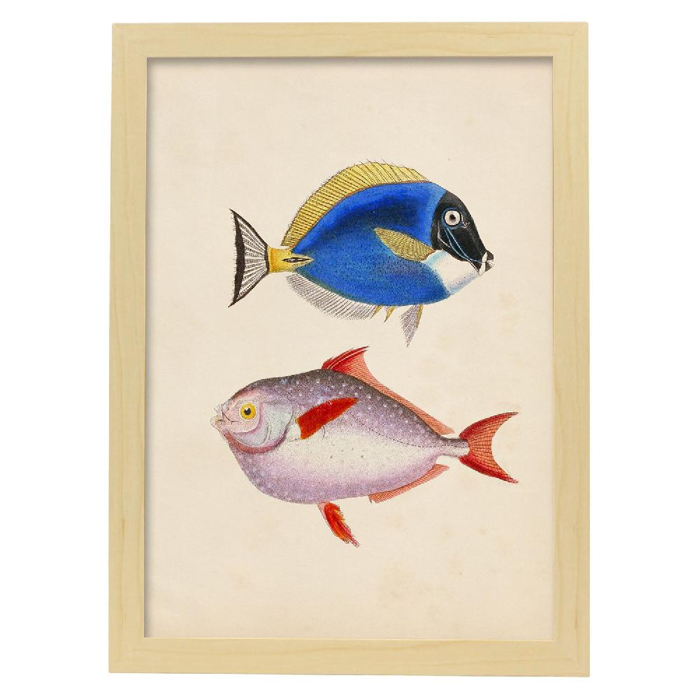 Nacnic Lámina Vintage De Dos Peces Multicolor