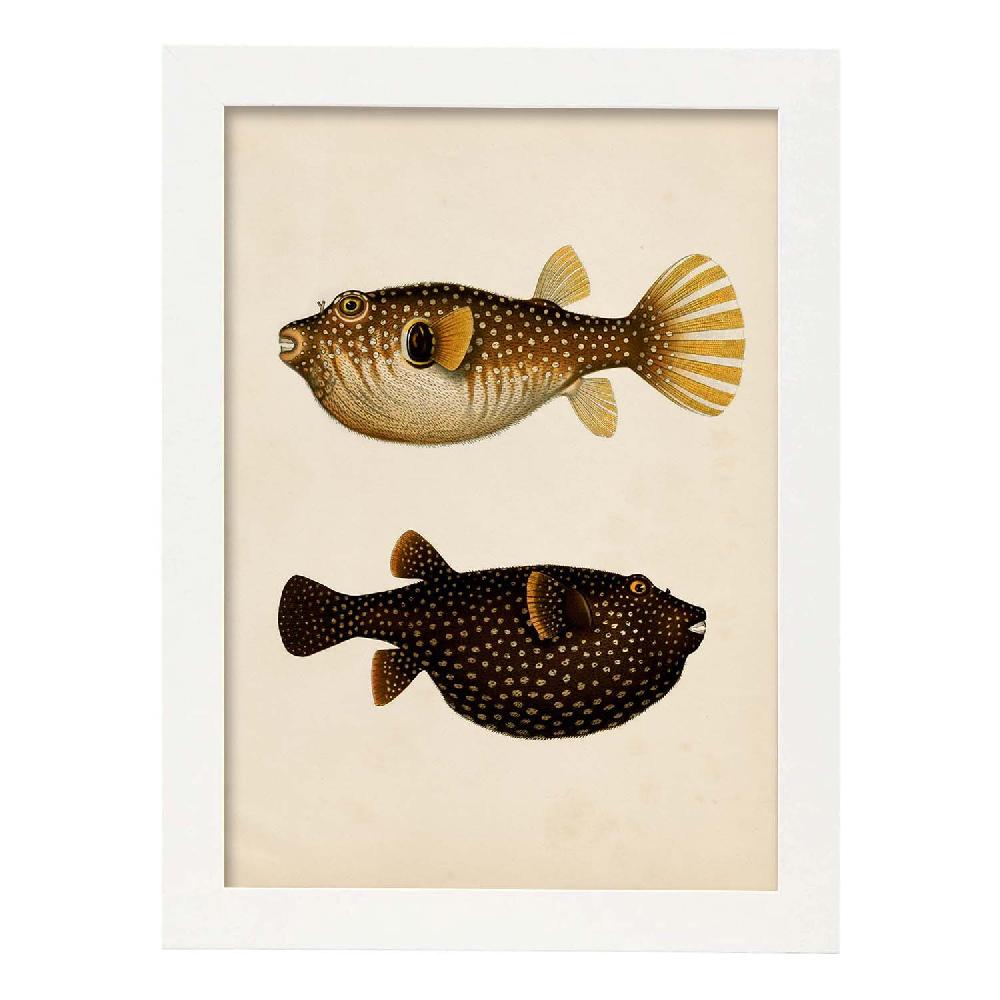 Nacnic Lámina Vintage De Dos Peces Multicolor