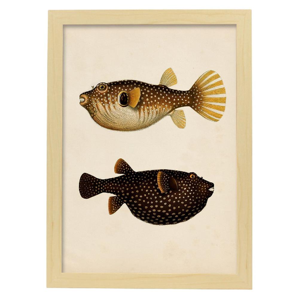 Nacnic Lámina Vintage De Dos Peces Multicolor