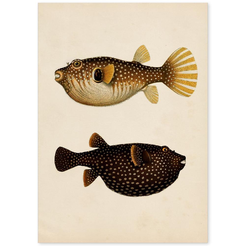 nacnic Lámina Vintage de Dos Peces Multicolor