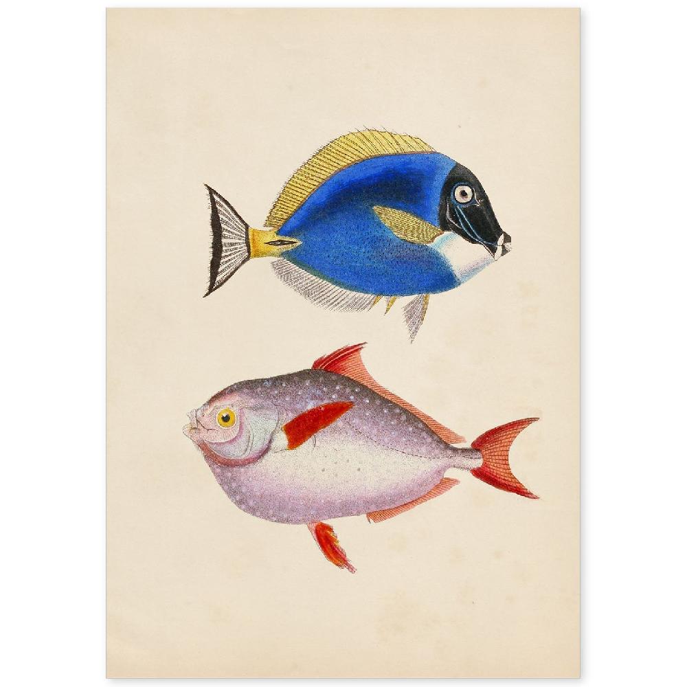nacnic Lámina Vintage de Dos Peces Multicolor