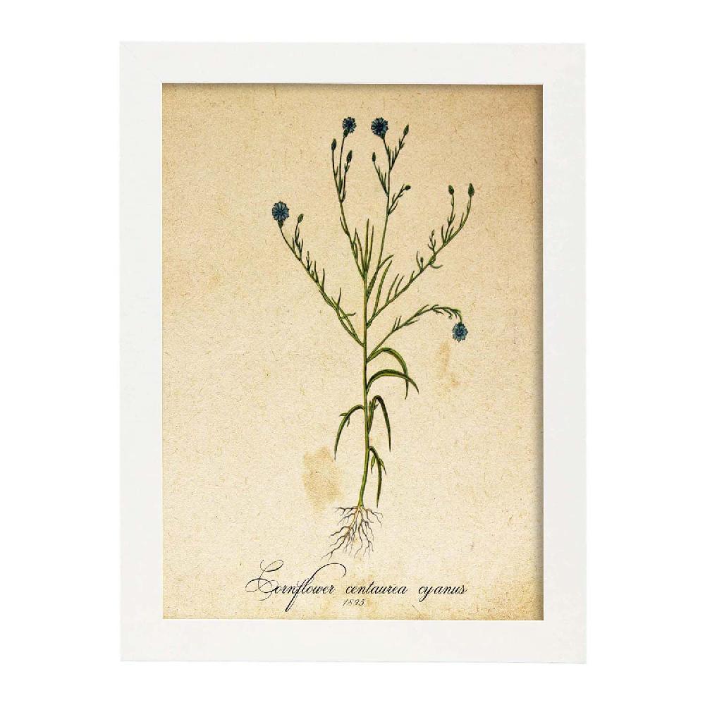 Nacnic Lámina Vintage De Flores Cornflower