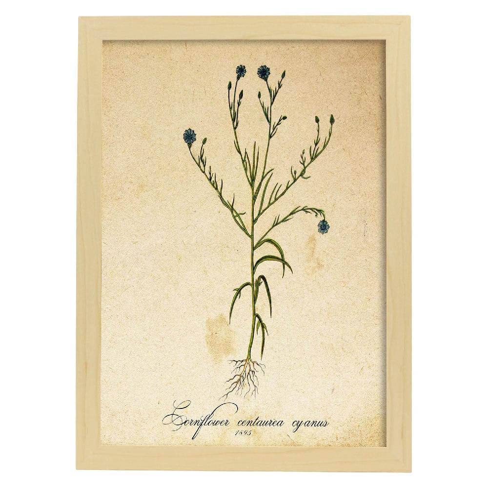 Nacnic Lámina Vintage De Flores Cornflower
