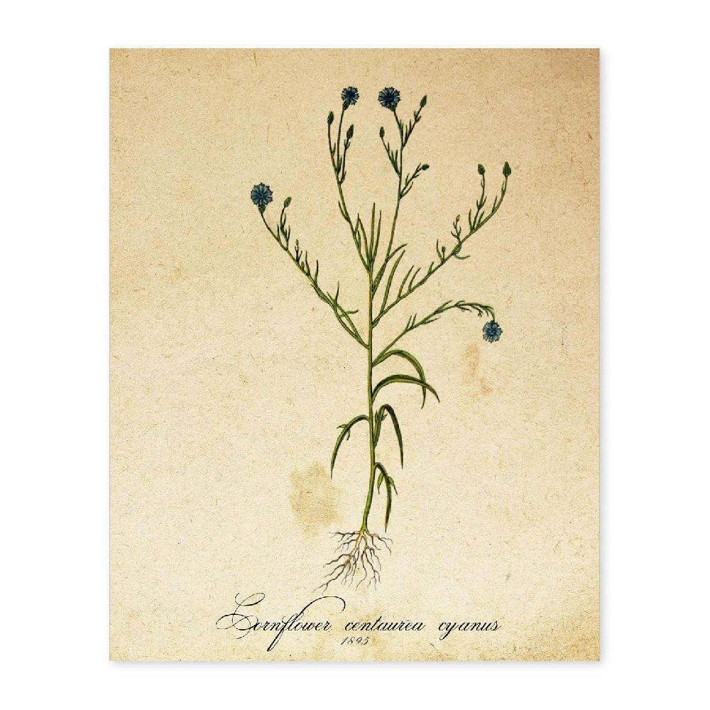 nacnic Lámina Vintage de Flores Cornflower