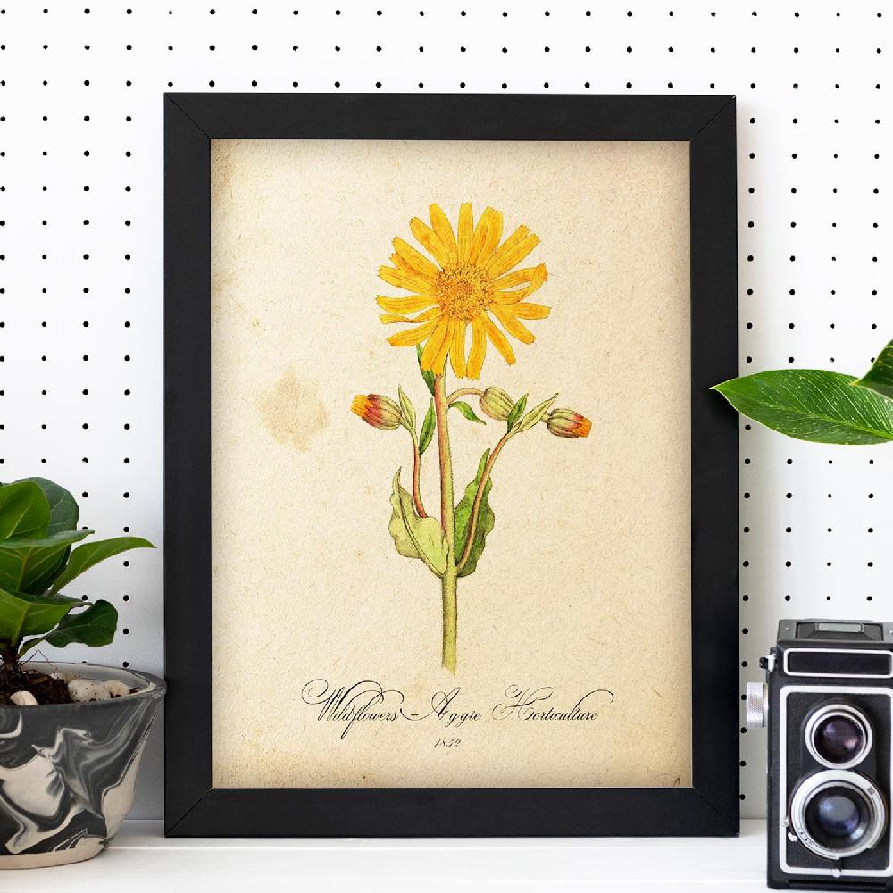 Nacnic Lámina Vintage De Flores Silvestres