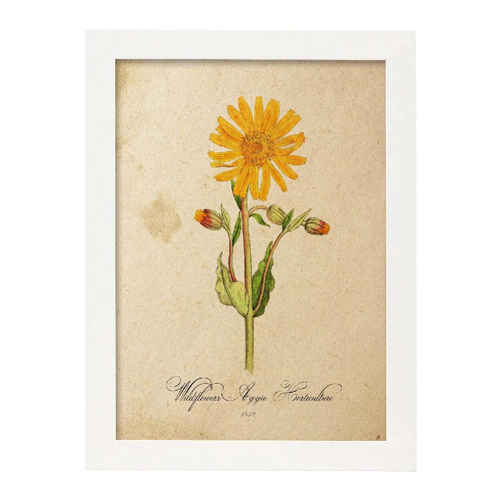 Nacnic Lámina Vintage De Flores Silvestres