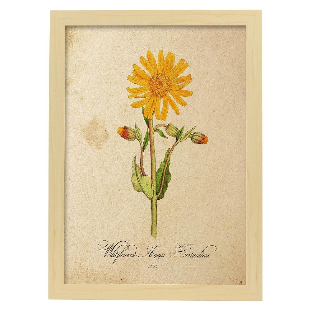 Nacnic Lámina Vintage De Flores Silvestres