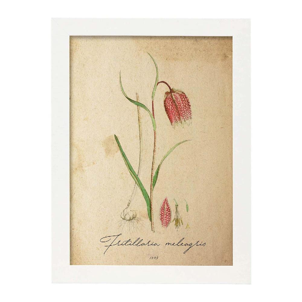 Nacnic Lámina Vintage De Flores Troutish Lilly