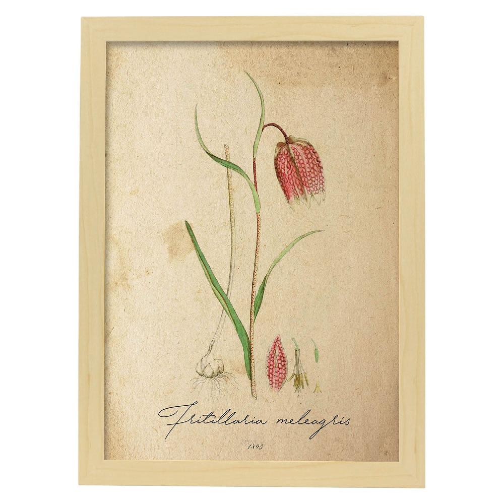 Nacnic Lámina Vintage De Flores Troutish Lilly