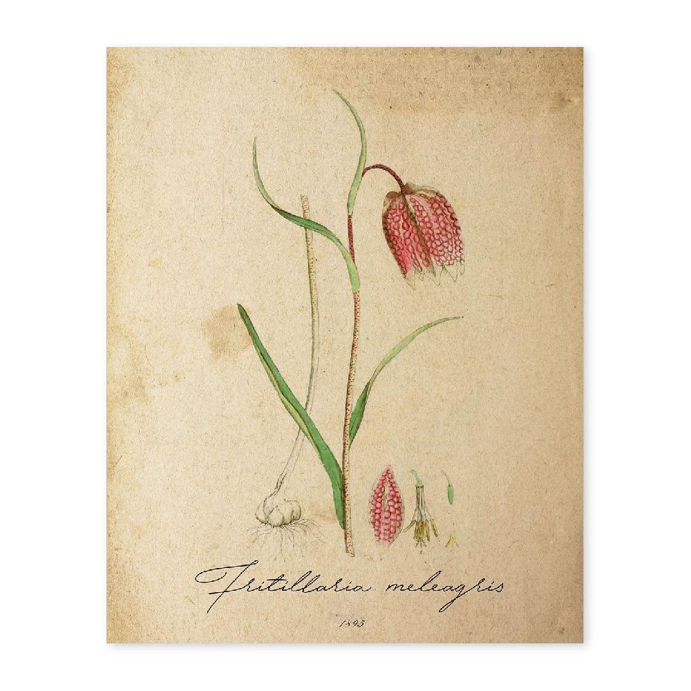 nacnic Lámina Vintage de Flores Troutish Lilly