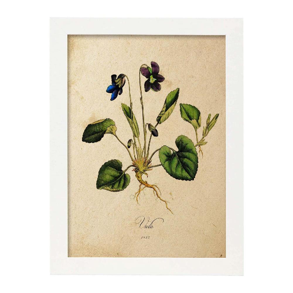 Nacnic Lámina Vintage De Flores Viola