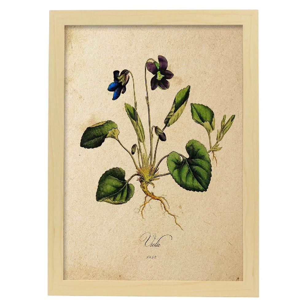 Nacnic Lámina Vintage De Flores Viola