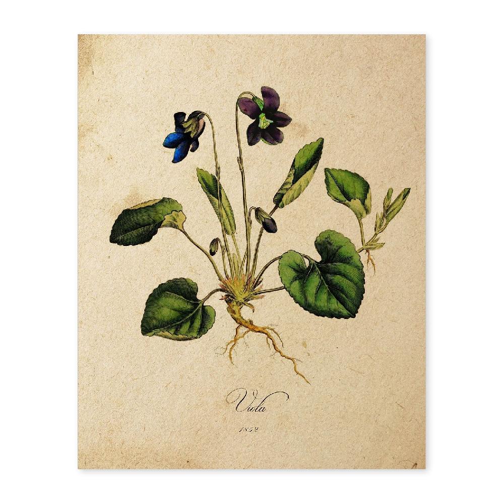 nacnic Lámina Vintage de Flores Viola