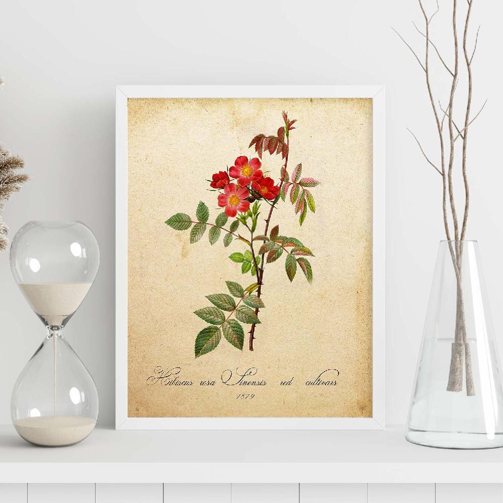 Nacnic Lámina Vintage De Hibiscus Rosa