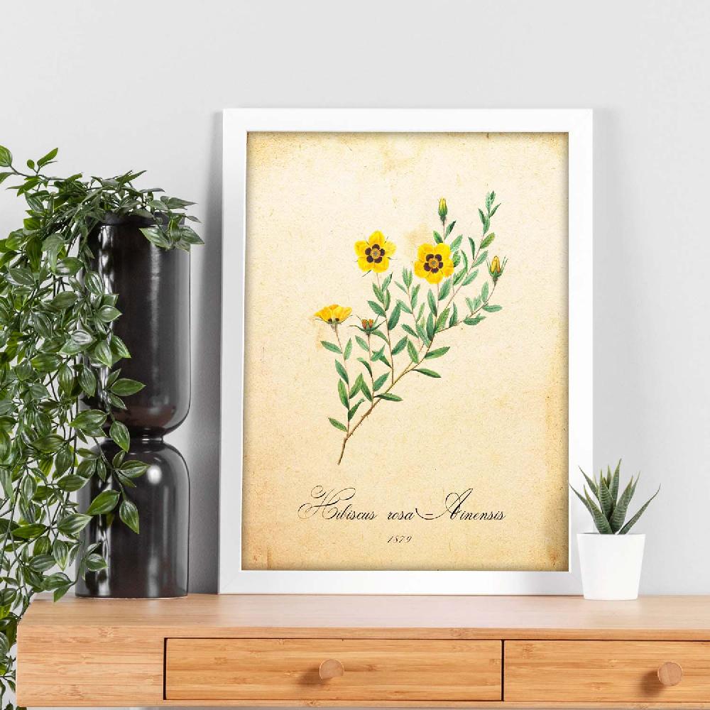 Nacnic Lámina Vintage De Hibiscus Rosa 2