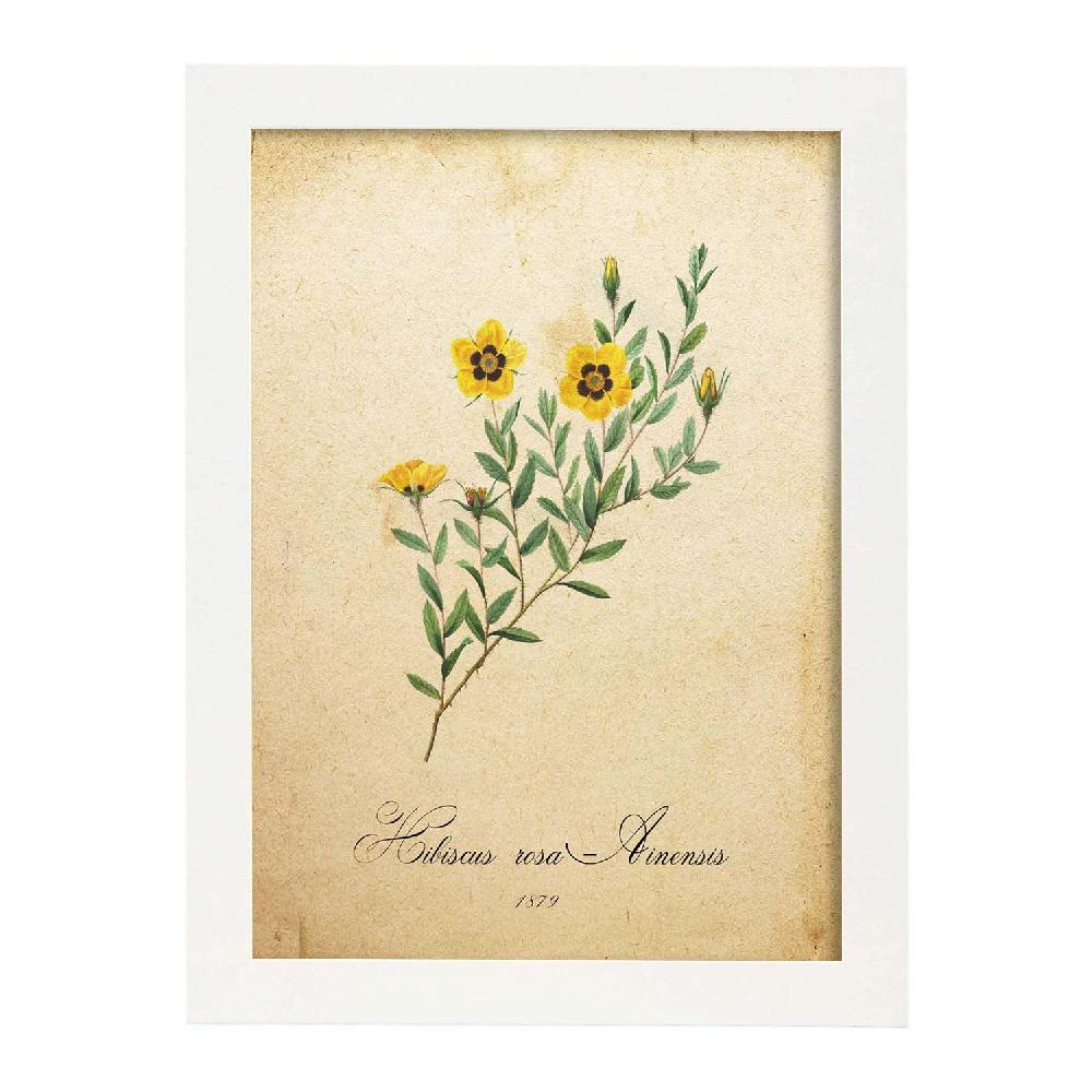 Nacnic Lámina Vintage De Hibiscus Rosa 2