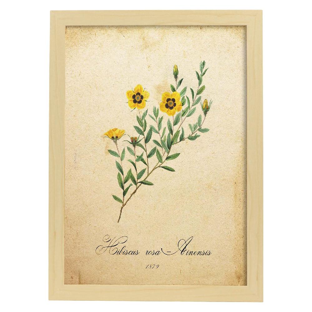 Nacnic Lámina Vintage De Hibiscus Rosa 2