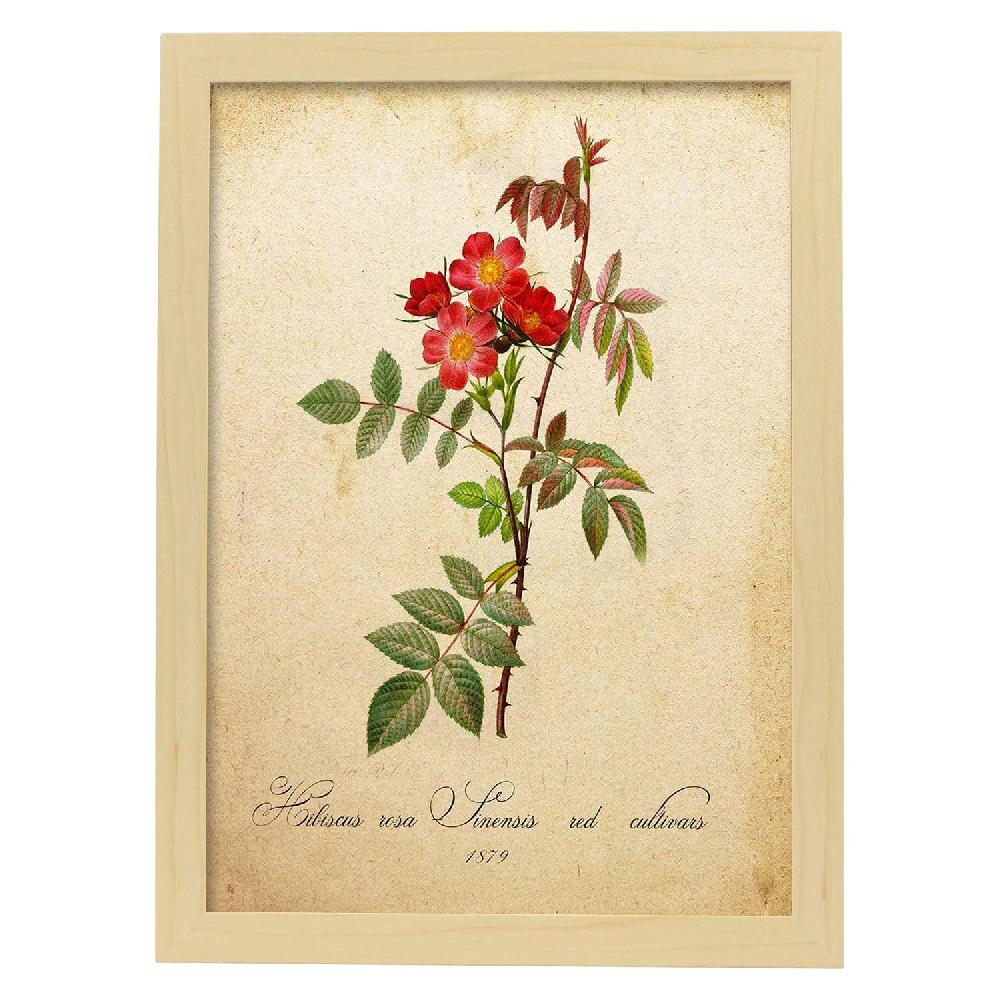 Nacnic Lámina Vintage De Hibiscus Rosa