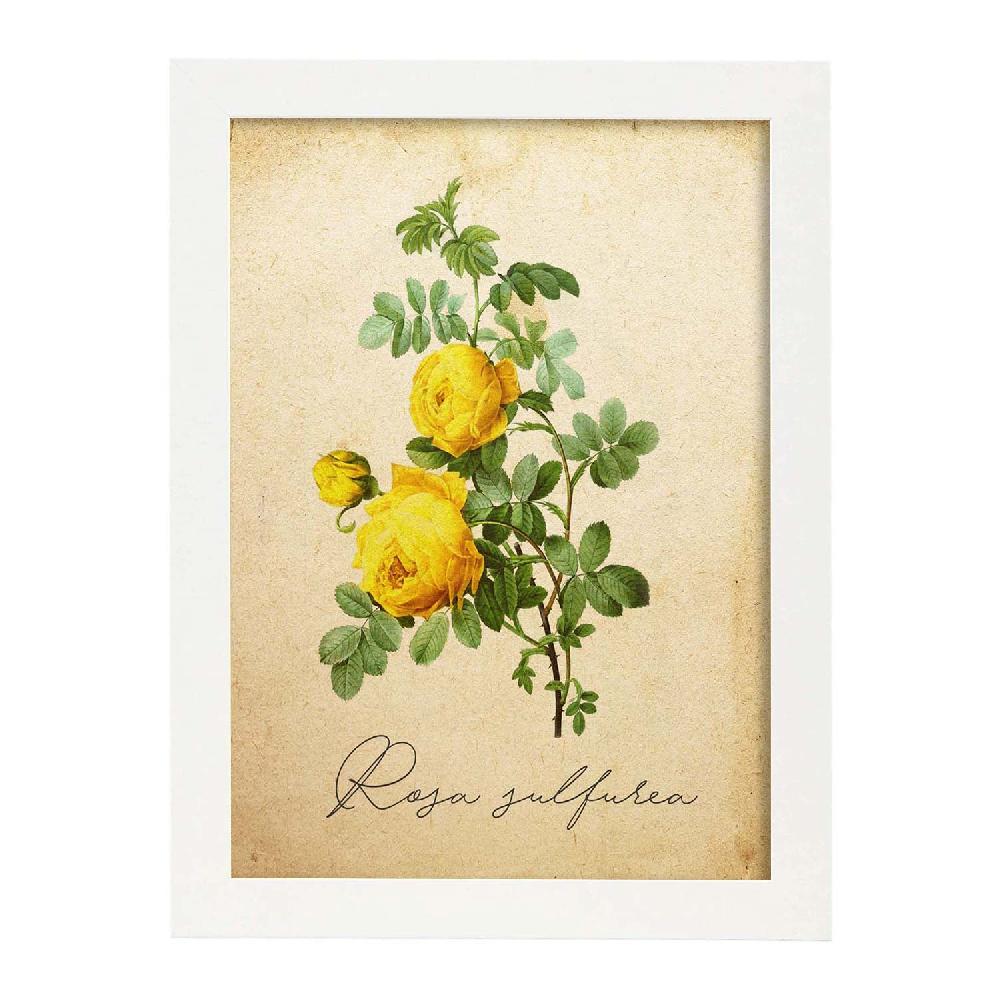 Nacnic Lámina Vintage De Hibiscus Rosa-Amarillo